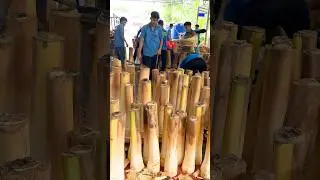 Edible Dwarf Coconut Tree - Coconut Tree Cutting Skills