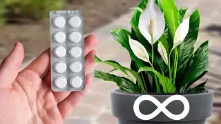 Just One Pill In Spathiphyllum Makes it Bloom (The result surprised)