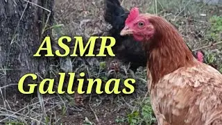 ASMR Gallinas RELAJANTE 