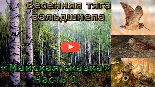 Супер тяга вальдшнепа весной. 