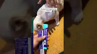 Sediakan makanan kucing untuk stray cat ❤️