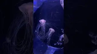 Не большая прогулка по москвариум 