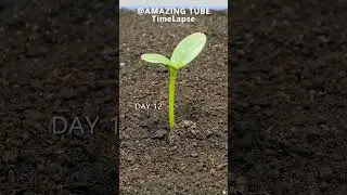 Growing Rock Melon from seed - time lapse