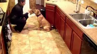 Freya catching a treat, all her training is paying off