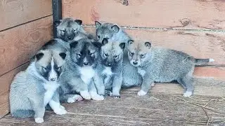 Бобра лайкам и щенкам