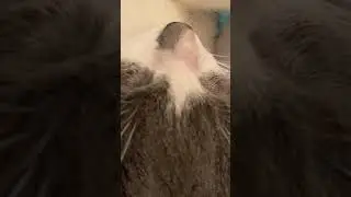 Cat snoring