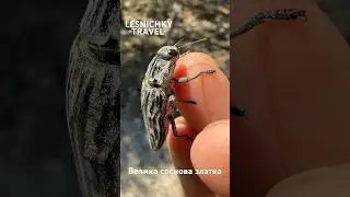 Велика соснова златка