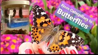 Life Cycle of a Butterfly | Butterflies for Kids | Real 🦋 Learn 4stages of the Butterfly life cycle