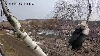 Прилетел наш родной аист, Первые кадры.
