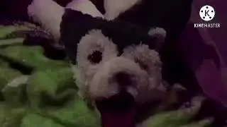 клип за 10 лямов