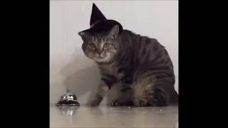 смешные коты лучшая подборка 2018
