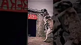 dog attack at home 