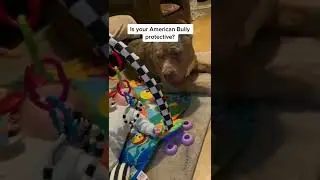 Beautiful STACKED Merle XL American Bully - Protective, Loyal & Loving! 😍