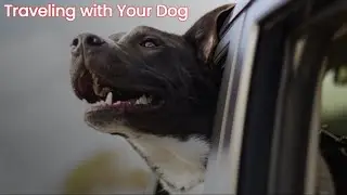 Traveling with Your Dog: Tips and Tricks for a Safe and Fun Trip!!