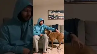 Рука-чесалка🤣#shorts #топ #собака #домашниеживотные