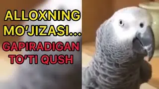 Insonlarga o’rnak