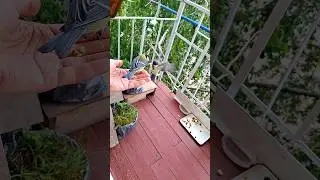 Синицы привели малышей🌱