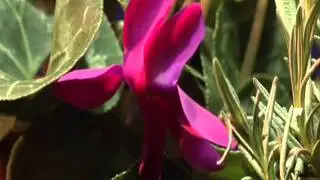 Виталий Дашков - Песня о красоте