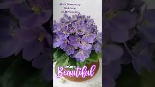 Mac’s Momentary Meltdown (G.McDonald) #beautifulflowers #veilchen #violets #violette #фиалки