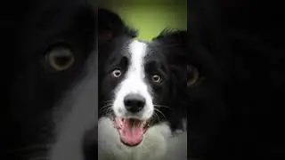 Remake part two  for my friend Oreo/@Hiimoreo83894  #bordercollies #dog #edit #template