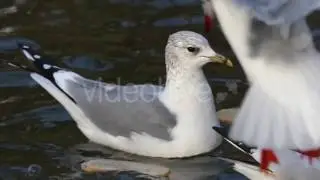Lazy and Overeaten Seagulls Floating Between Pieces of Bread in River in Slo-Mo