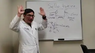 Sella Turcica
