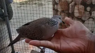 Tekukur Jinak di Pegang