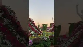 Miracle Garden in Dubai
