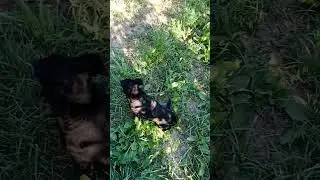 ЗАБАВНЫЕ ИГРЫ ЩЕНЯТ
