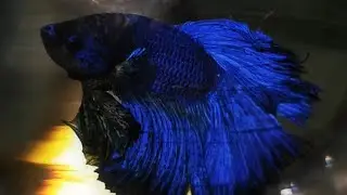 Dream Aquarium #shorts #shortsfeed