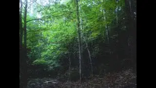 ✦ free yung lean type beat 