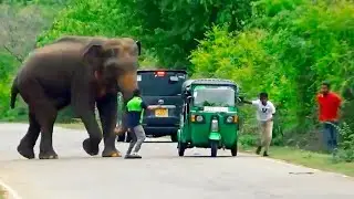Terrifying Wild Elephant Attack on Tuk-Tuk in the Forest