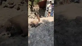 Эти дикие зверьки гуляют по всей Мексике