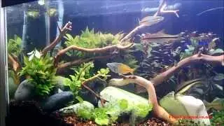 Aquascaping with Manzanita Driftwood