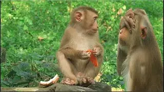 Good son ! Monkey Leo go away Coz he knew Libby very tired due to baby is get big than before.