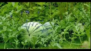 WATERMELON PLANTING & PACKING || Agriculture and processing