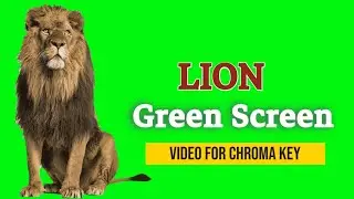 Lion Green screen,Lion Green Screen Efect, Green effect Background,