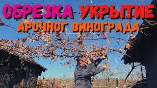 Обрезка АРОЧНОГО винограда | УКРЫТИЕ винограда НА АРКЕ | Обрезка и укрытие винограда Каберне Фран