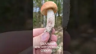 Дивіться, якого молодого підосичника я зустрів в спеку в лісі!#shorts