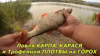 Ловля КАРПА, КАРАСЯ и Трофейной ПЛОТВЫ на ГОРОХ 🔥