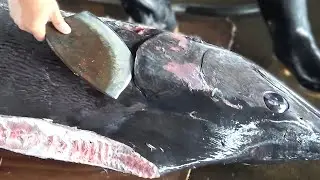 250 kg Giant Marlin cutting for  Sashimi
