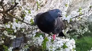 Голубь Федя на прогулке