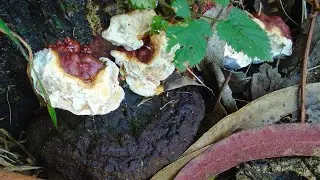 Foraging Wild Reishi (Ganoderma lucidum)
