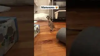 #сурикат