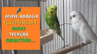 Muhabbet Kuşu Yavru Büyütme Tecrübesi Edinmek