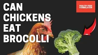 Can Chickens Eat Brocolli