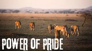 How Lion Prides Work!
