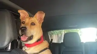 TWO YEARS abused dog at kill shelter  SD 480p