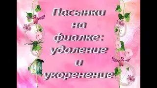 Пасынки на фиалке:удаление и укоренение.
