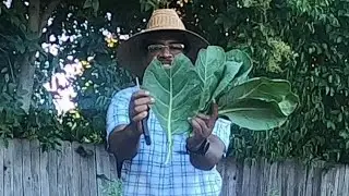 Mid-Summer chores and NVG story
